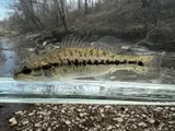 Spotted Bass, photographed in Ohio