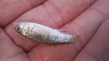 Red River Pupfish, photographed in Texas