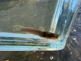 Slender Madtom, photographed in Kentucky