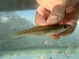 Waccamaw Killifish, photographed in North Carolina