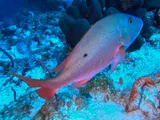 Mutton Snapper, photographed in West Bay