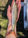 Blacktail Redhorse, photographed in Mississippi