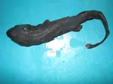 Black Roughscale Catshark