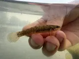 Blackfin Darter, photographed in Tennessee