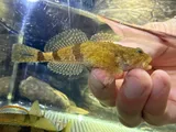 Banded Sculpin, photographed in Arkansas