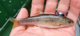 Allegheny Pearl Dace, photographed in Maryland