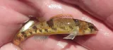 Meramec Saddled Darter, photographed in Missouri