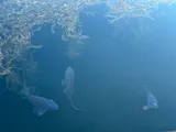 Common Carp, photographed in Tokyo