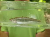 Spotfin Shiner, photographed in Tennessee