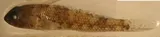 Notchtongue Goby, photographed in Saint Thomas