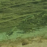 Flannelmouth Sucker, photographed in Arizona