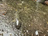 Longjaw Mudsucker, photographed in California