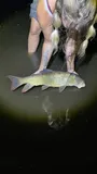 River Redhorse, photographed in Minnesota