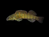 Bronze Darter, photographed in Tennessee