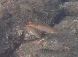 Mexican Goatfish, photographed in Puntarenas