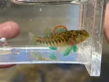 Emerald Darter, photographed in Kentucky