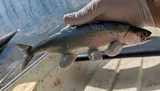 Sockeye Salmon, photographed in British Columbia