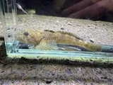 Slimy Sculpin, photographed in New York