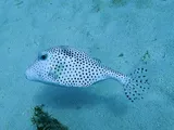 Spotted Trunkfish, photographed in West Bay