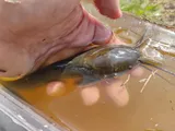 Walking Catfish, photographed in Florida