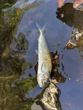 American Shad, photographed in Connecticut