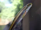 Riffle Minnow, photographed in Alabama