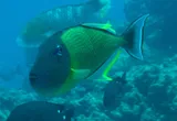 Redtail Triggerfish, photographed in Midway