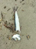 Atlantic Herring, photographed in Niedersachsen