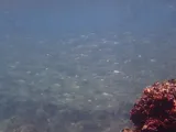 Redear Herring, photographed in Florida