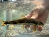 Torrent Sucker, photographed in Virginia