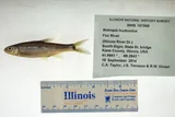 Spottail Shiner, photographed in Illinois