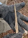 Longnose Gar, photographed in Alabama