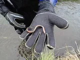 Arctic Lamprey, photographed in Alaska