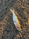 Redside Shiner, photographed in British Columbia