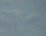 Mexican Goatfish, photographed in Colima