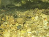 Tennessee Logperch, photographed in Tennessee
