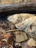 White Bass, photographed in Ohio