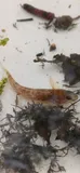 Round Goby
