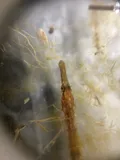 Northern Pipefish, photographed in New Jersey