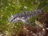 Code Goby, photographed in Florida