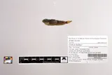 Black Sculpin, photographed in Tennessee