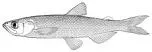 Night Smelt, photographed in California