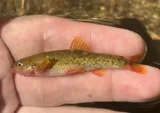Loach Minnow, photographed in Arizona