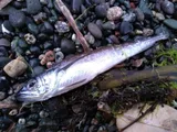 North Pacific Hake, photographed in British Columbia
