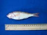 Bigscale Goatfish, photographed in Colima