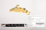Checkered Madtom, photographed in Missouri