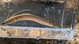 Mountain Brook Lamprey, photographed in Tennessee