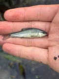 Western Creek Chubsucker, photographed in Kentucky