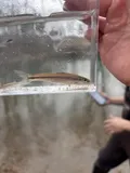 Bigeye Chub, photographed in Tennessee