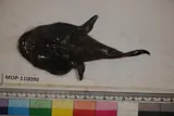 Spottedtail Goosefish
